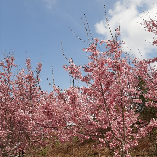 櫻花樹下的浪漫〡千櫻園876296