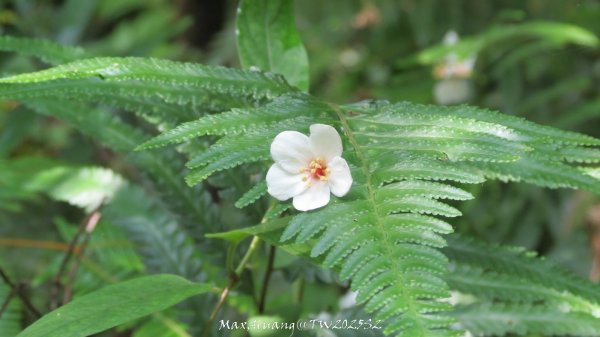 《苗栗》桐花茶園｜四月雪小徑登慈濟山三義山202504272771205