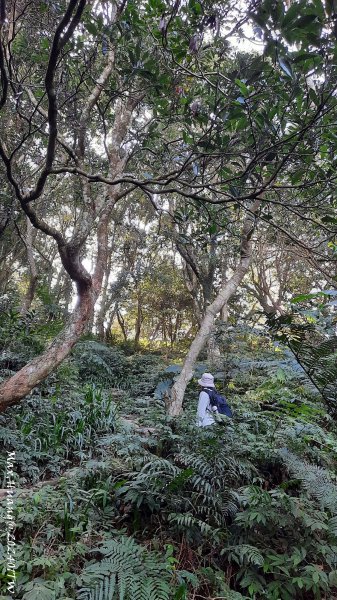 《桃園》一等郊山｜石門山登山步道O繞202401062397575