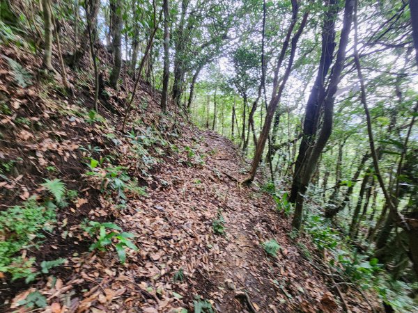 火燒寮山熊空山竹坑山加九嶺O型2966287