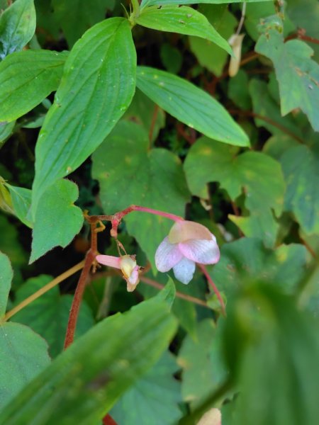 石盤坑 墘溪 橫屏山西峰 橫屏山2890687