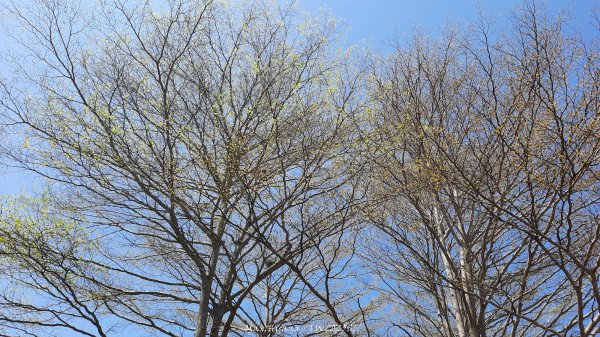 《彰化》登山逛市集｜臥龍坡步道環藤山步道202503222740494