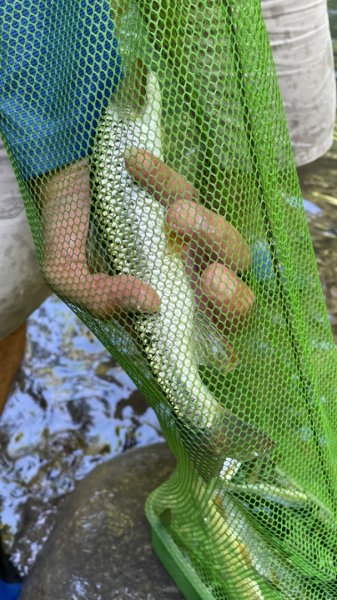 烏來加九寮溪-卡拉莫基清幽小秘境/釣魚💙2595691