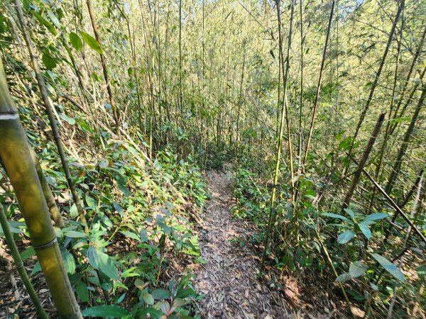 20250323慈湖草嶺山 ~ 五寮尖2781024