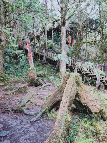 太平山檜木原始林步道1293024