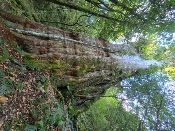 干卓萬山單座百岳驚見‘’萬大豹、水鹿大軍、圓月、雲海、藍天大景2632652