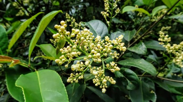 土白公路版1662774