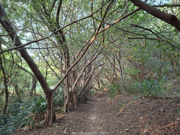 《台中》綠色隧道｜大肚環保公園登山步道O繞202604183038548