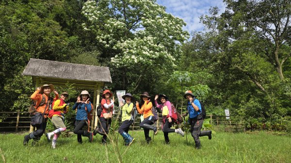 今年最美賞桐花秘境，瑪西賞桐步道，基隆七堵富民親水公園對岸。瑪陵坑溪秘境，台版亞馬遜雨林，苓蘭生態公2782123
