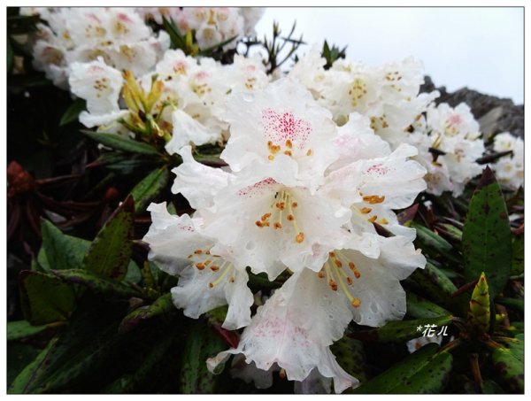 合歡石門山步道907866