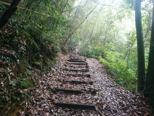 水社大山看雲看杜鵑935378