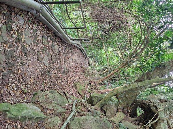 20240201故宮-狗殷勤古道-平菁街賞櫻-溪山百年水圳步道-平菁步道2458447