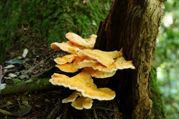 新竹 五峰 油羅山、霞山2798266