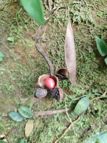 苗栗獅潭鳴鳳古道2929616