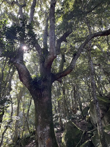 加里山隘勇線2913124