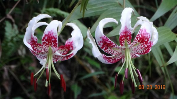 補考 - 艷紅鹿子百合656636