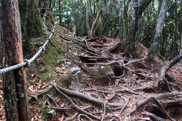 鳶嘴、稍來山O環-飛越岩稜 赴約紅葉 !787288