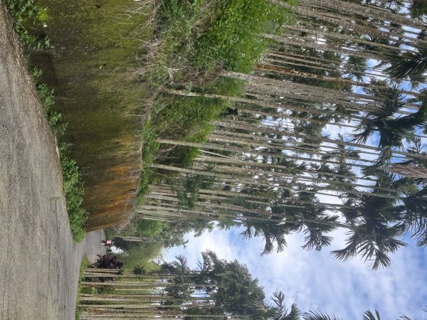 嘉雲二尖山、大尖山2734867