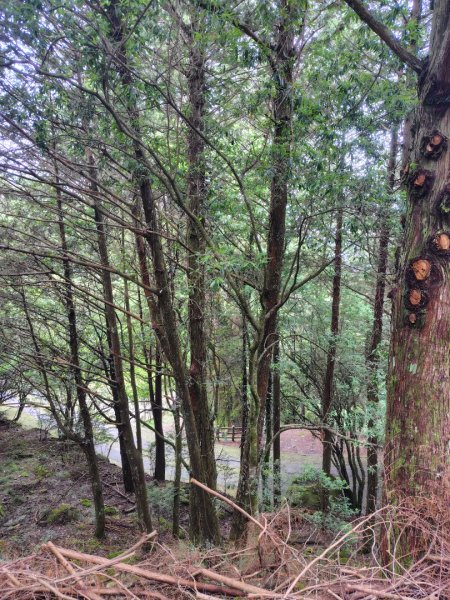 稍來小雪山國家步道、船型山、鞍馬山、鞍馬山東北峰、天池、雪山神木2799951