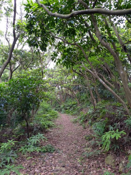 龜山大坑桐花步道-陳厝坑山O形904663