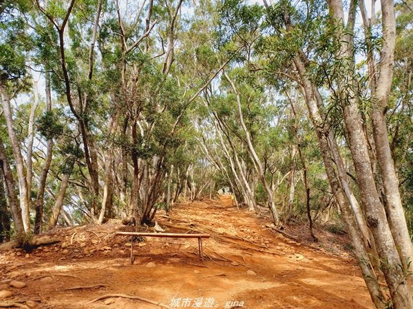 【苗栗。 三義】台灣百大必訪步道。 編號38小百岳-火炎山步道1572264