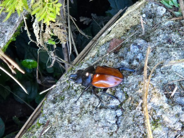 大屯主峰-連峰步道環形（小百岳）2904318
