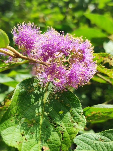石碇鱷魚島-草湳二格山2786765