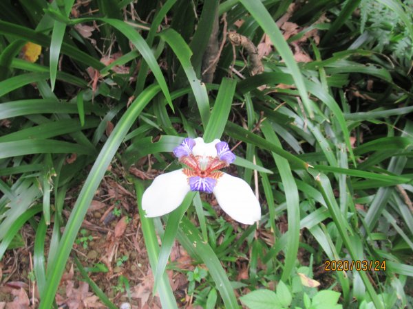 紅淡山步道907487