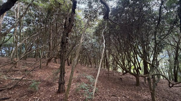 埔里六秀 《有勝山 2105m》2025 12/132961237