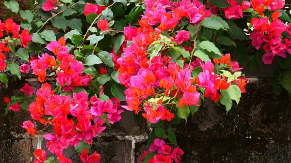 《西江月。竹子湖春》2721776