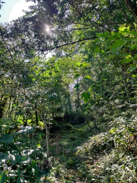 【新竹縣關西鎮】赤柯山步道2833168