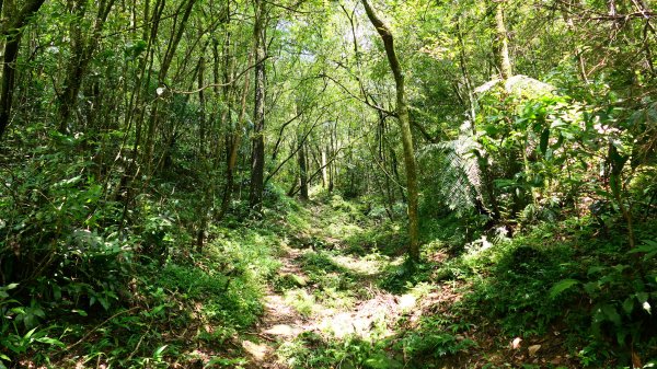 大湖尾,溪尾寮,藤寮坑古道2877511