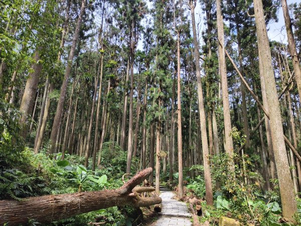 [百山百鳥尋旅-05/15] 2025_0830 溪頭賞鳥步道_銀杏步道2875560