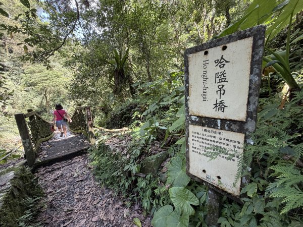 九寮溪步道(戈霸瀑布)2026.06.193079259
