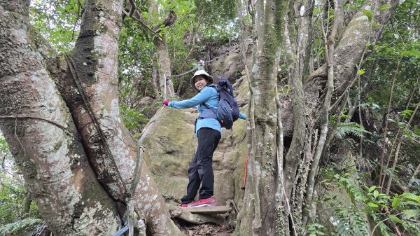 2025樂活夜櫻季搶先看，內湖樂活公園夜櫻季明天熱鬧登場，沿內溝溪3公里近距離欣賞寒櫻、昭和櫻、吉野2695703