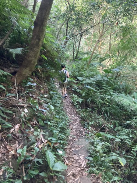 渡南古道+飛鳳古道2564106