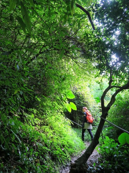 觀音山硬漢嶺-北橫古道O走974327