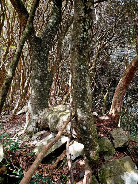 橫嶺山步道 - 2024年最有意義的山2653703