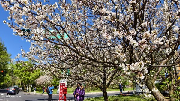 #中山樓 #陽明公園 #十八份 #吉野櫻 #墨染櫻（花葉同開/右側/左側大寒櫻） 3/113013210