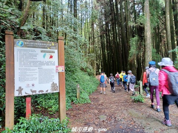 【嘉義縣阿里山鄉】避暑山林芬多精。 石山引水道步道、鹿林前山瀑布2280170