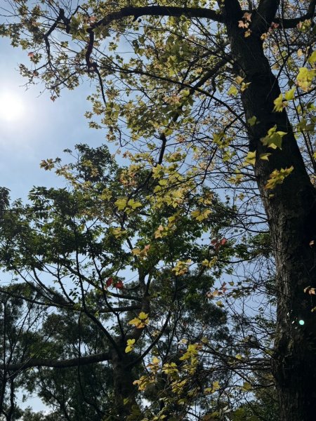 2025-0204 鶯歌_大凍山_三角埔頂山_迴龍2708038