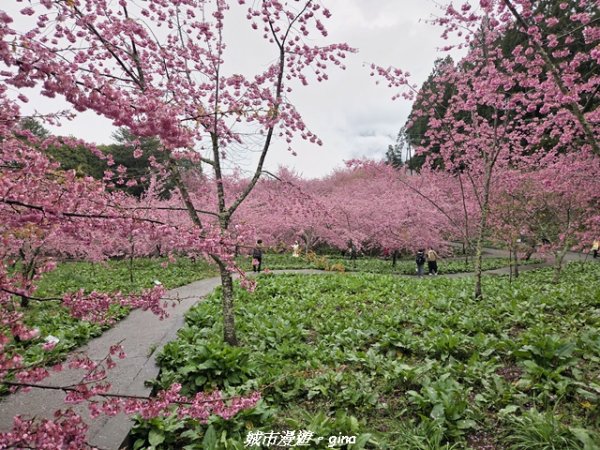 【台中和平】2026福壽山農場千櫻園賞櫻季3010687