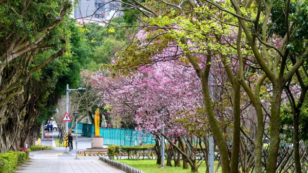 《蘭陵王・林口櫻花》2715960