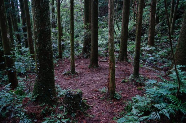 新竹關西鎮 水田林道之貴妃&那結山連走1539758