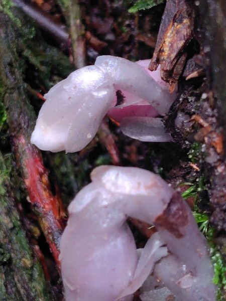 橫沙笛/橫嶺山、沙蓮山、笛吹山2799262
