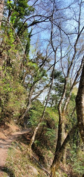 2021-03-20觀霧-檜山巨木群步道1316825