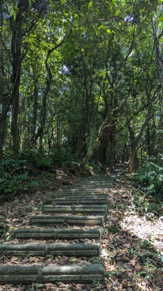 關刀山步道 (出關古道：聖關段)2532834