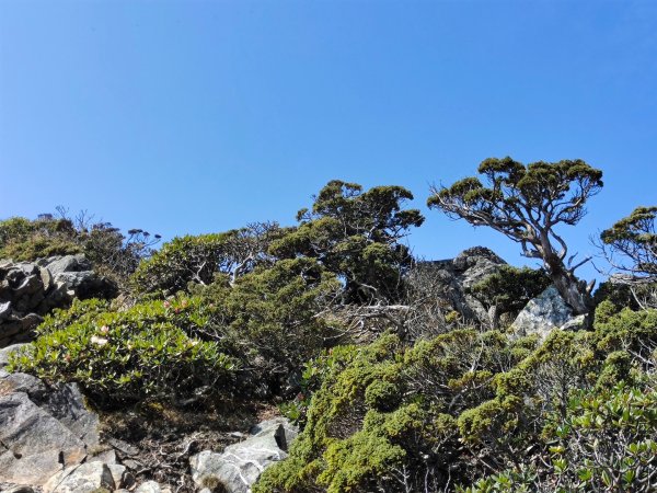 終於看到1000元背面的山景登頂玉山北峰／前峰2495958