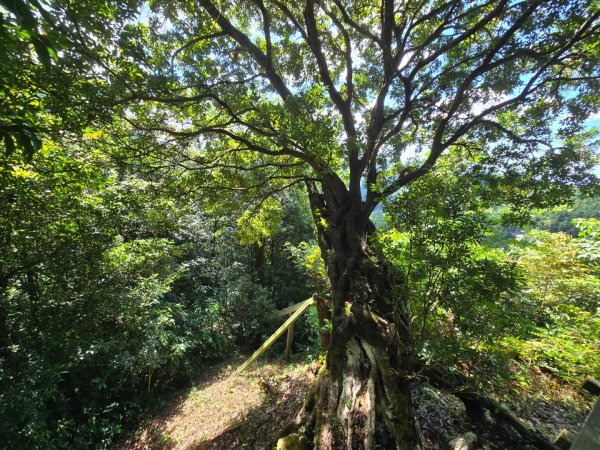馬武督探索森林、外鳥嘴山2860634