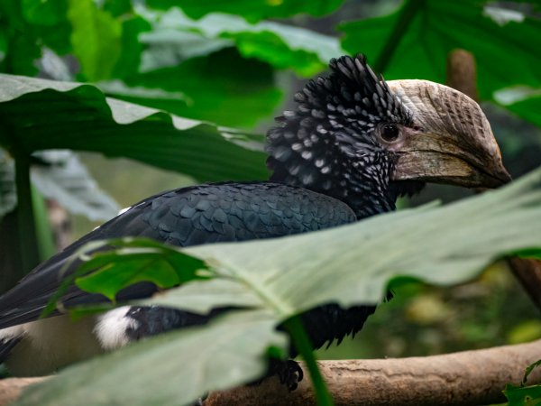 鳳凰谷鳥園2961135